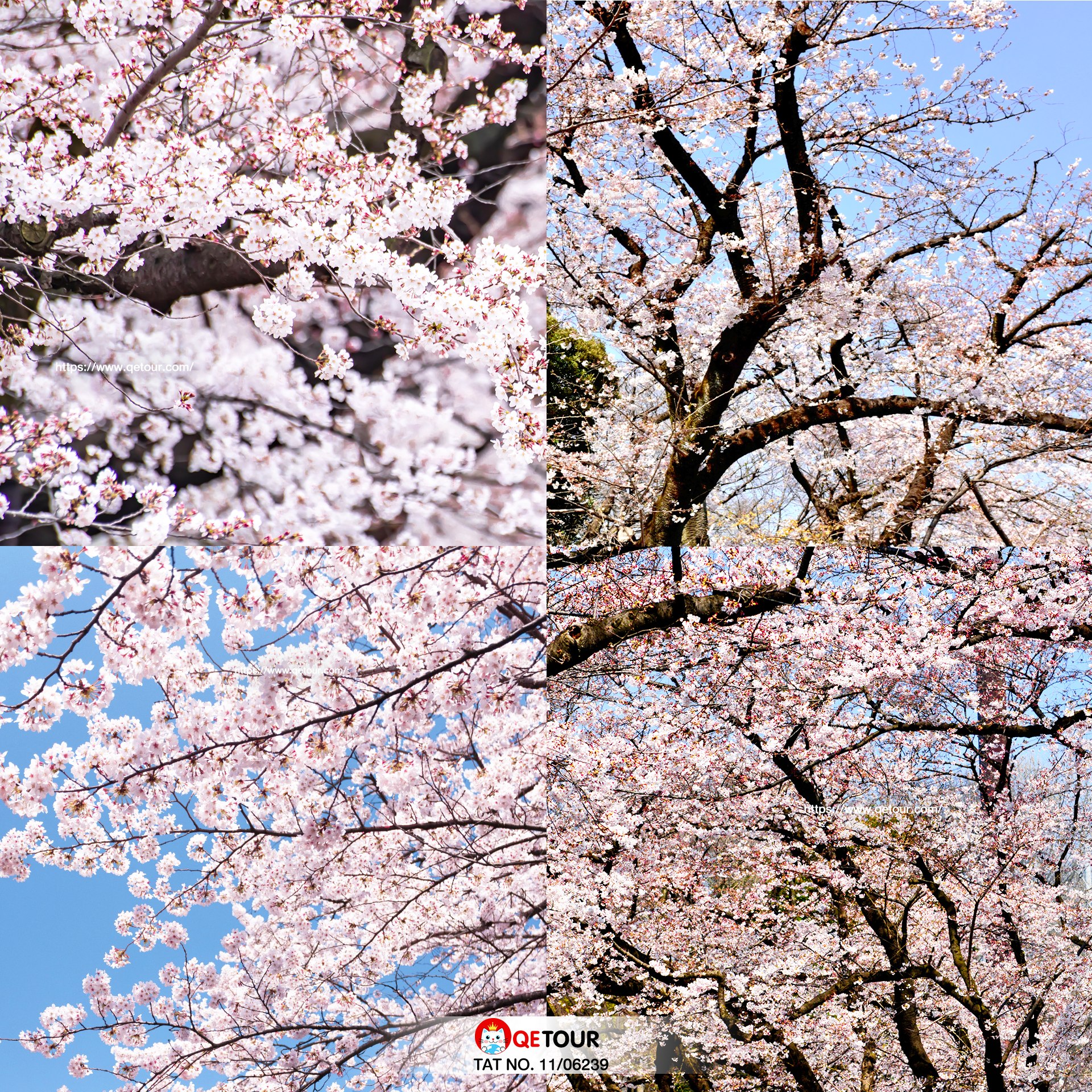 ซากุระ สวนอูเอโนะ