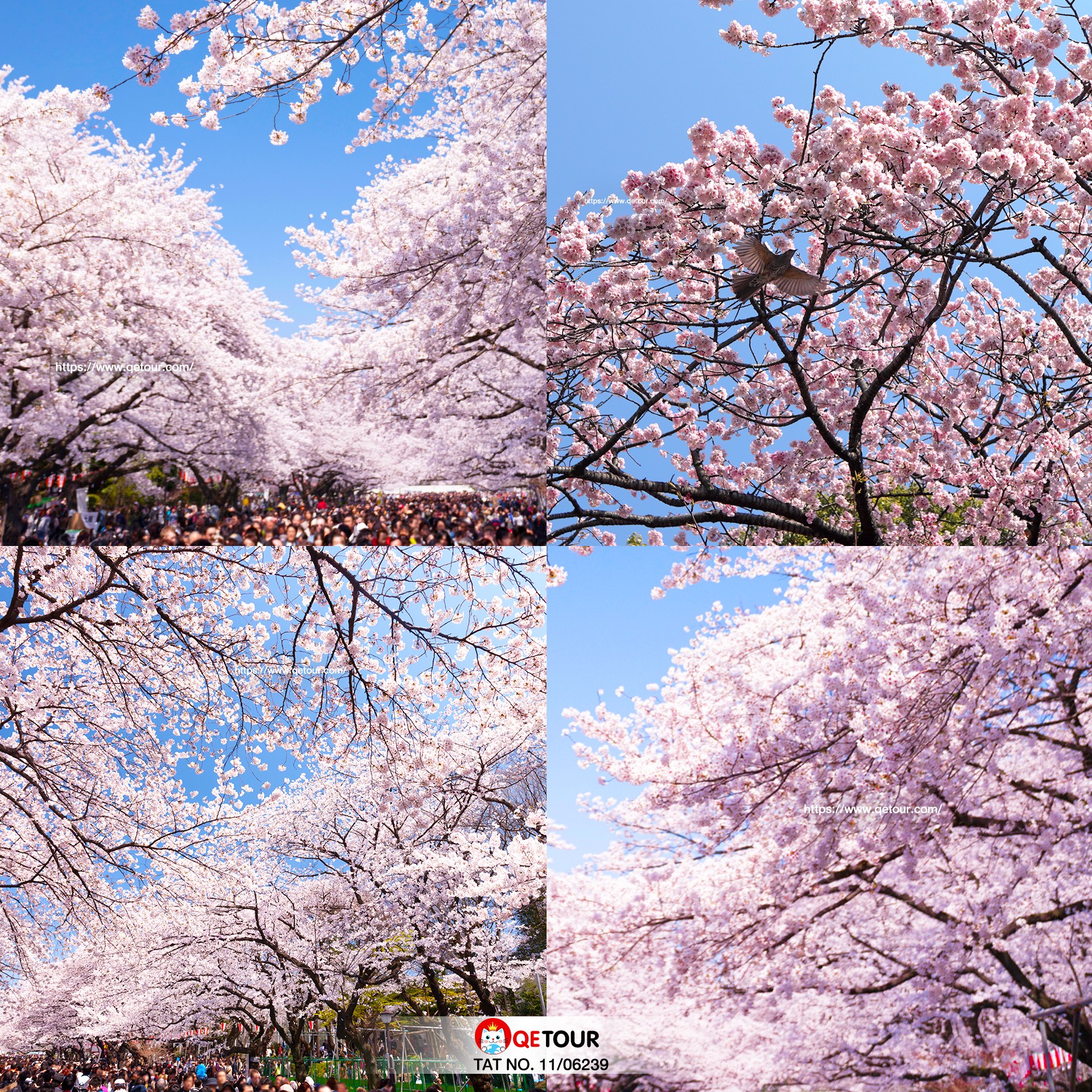 ซากุระ สวนอูเอโนะ