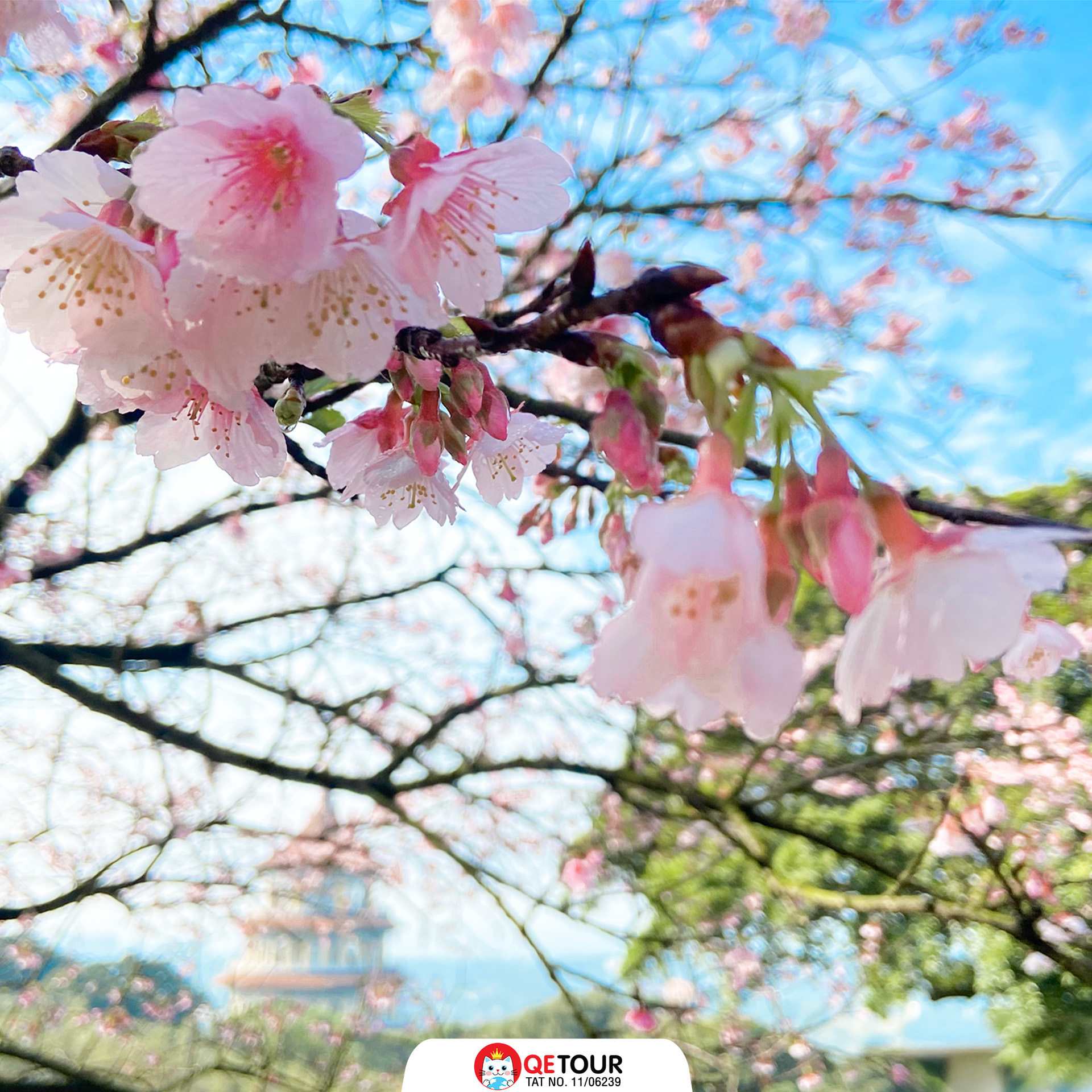 วัดเทียนหยวน ซากุระ