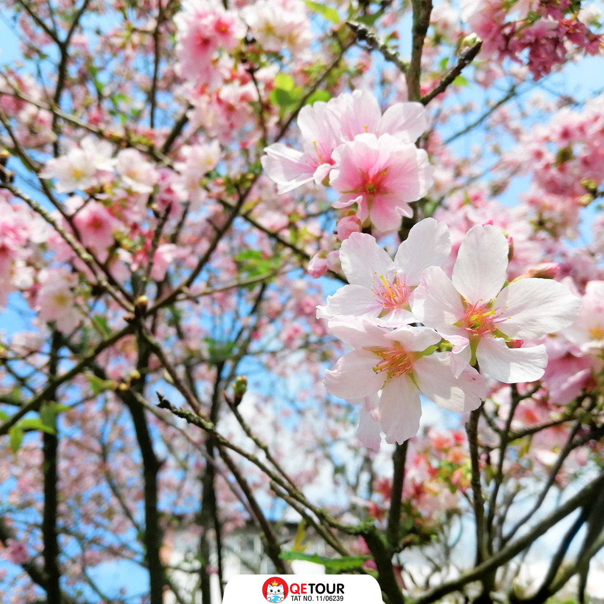 วัดเทียนหยวน ซากุระ