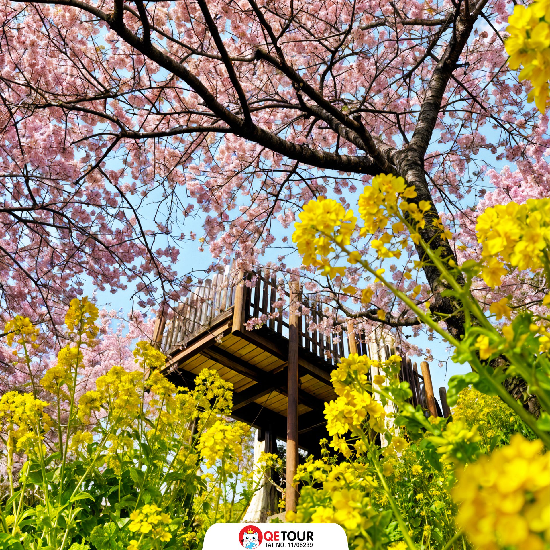 เทศกาลซากุระ มัตสึดะ