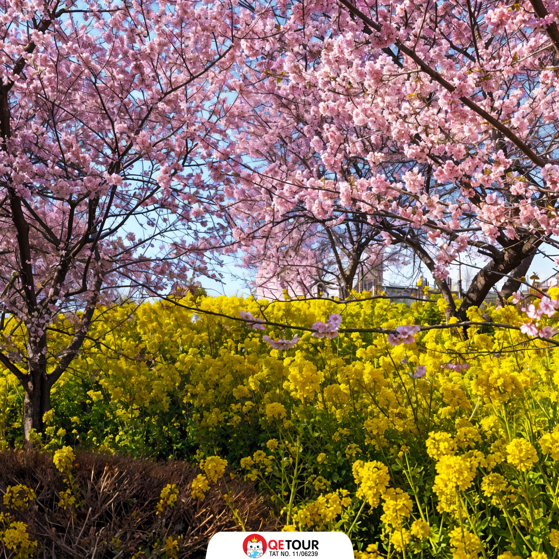 เทศกาลซากุระ มัตสึดะ