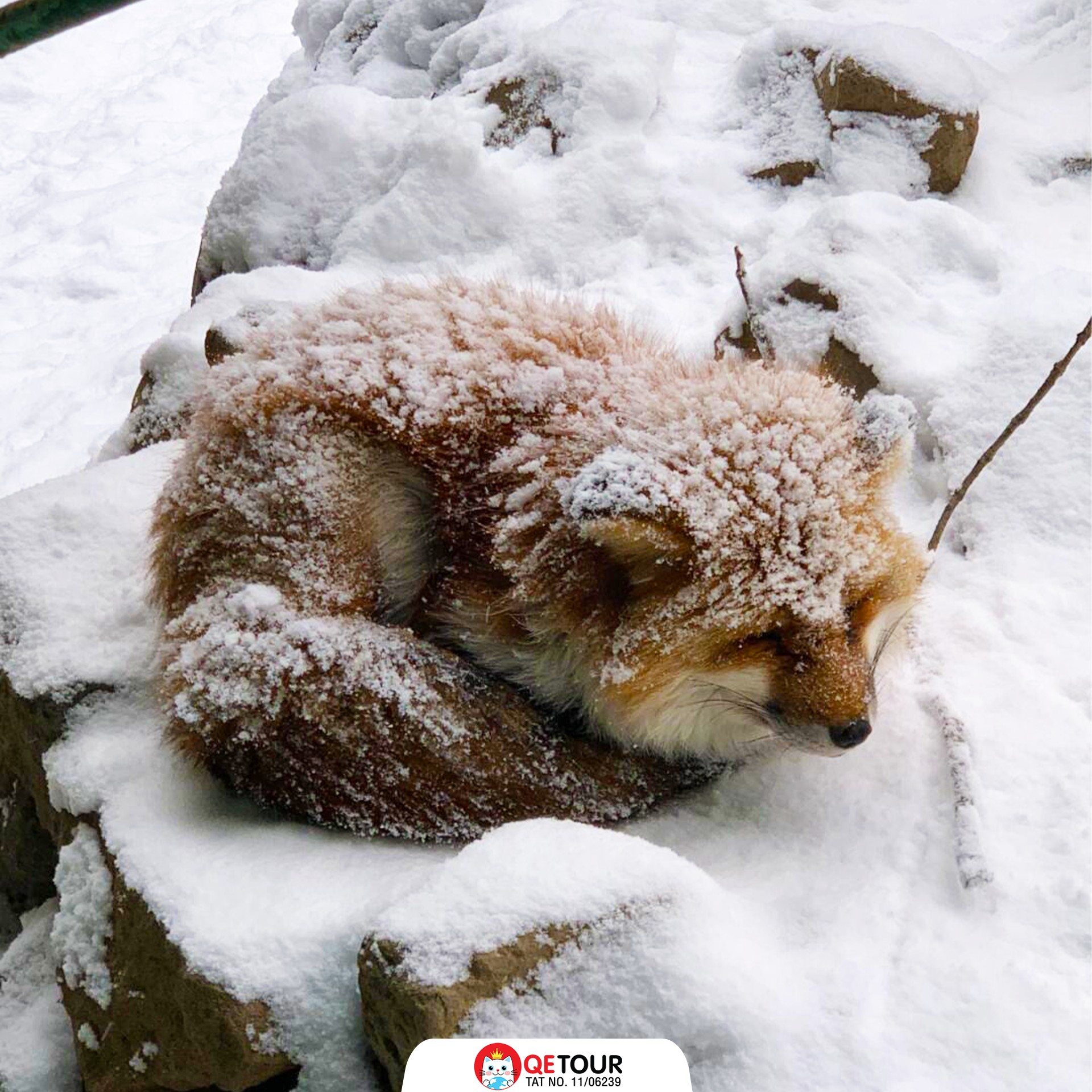 หมู่บ้านสุนัขจิ้งจอกแห่งซาโอะ