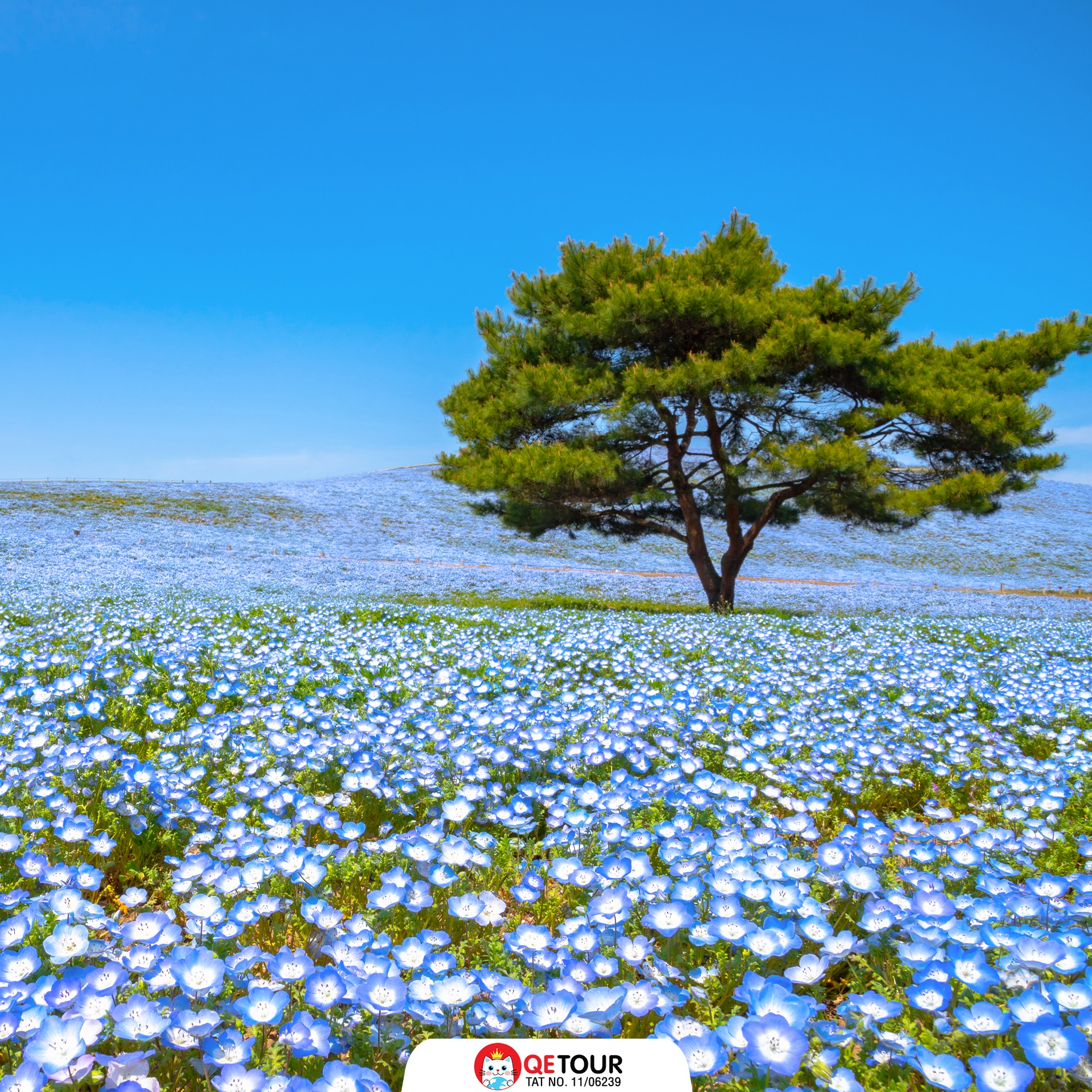 สวนฮิตาชิ ซีไซด์ พาร์ค