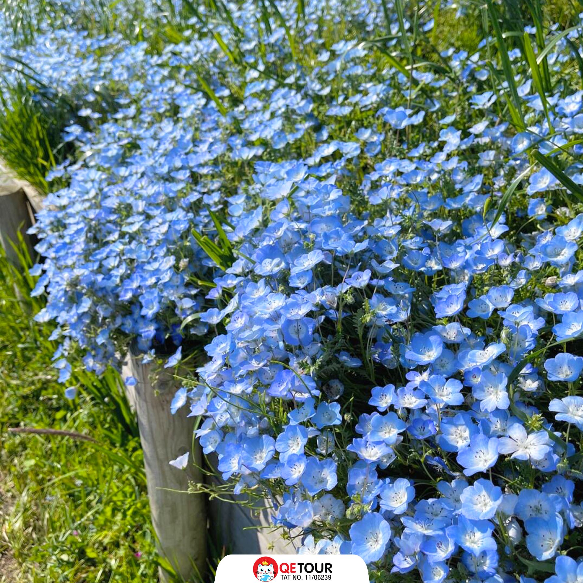 สวนฮิตาชิ ซีไซด์ พาร์ค