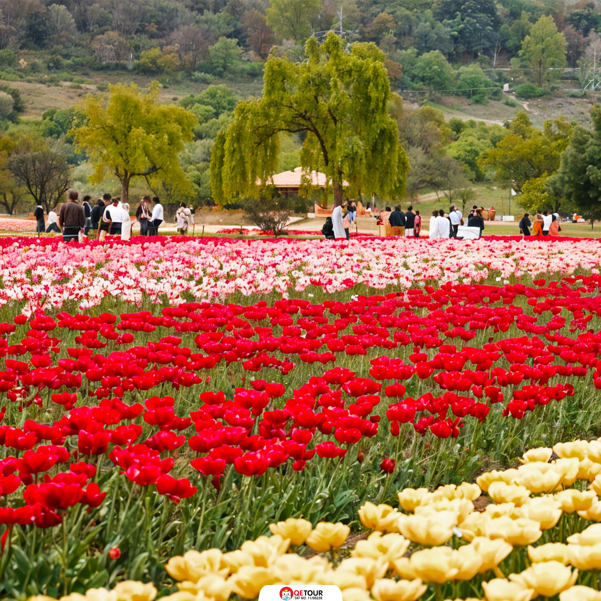 สวนทิวลิป แคชเมียร์