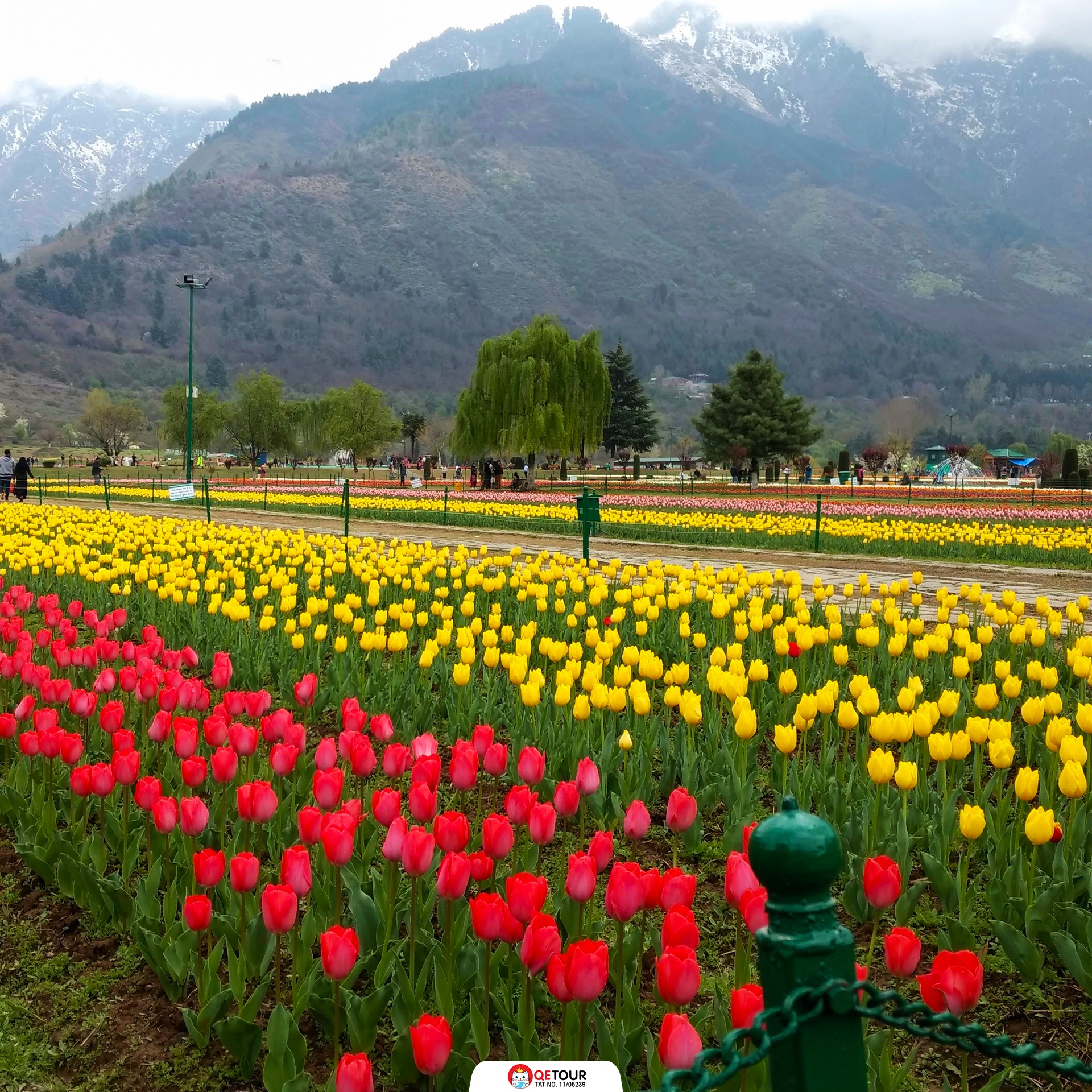 สวนทิวลิป แคชเมียร์