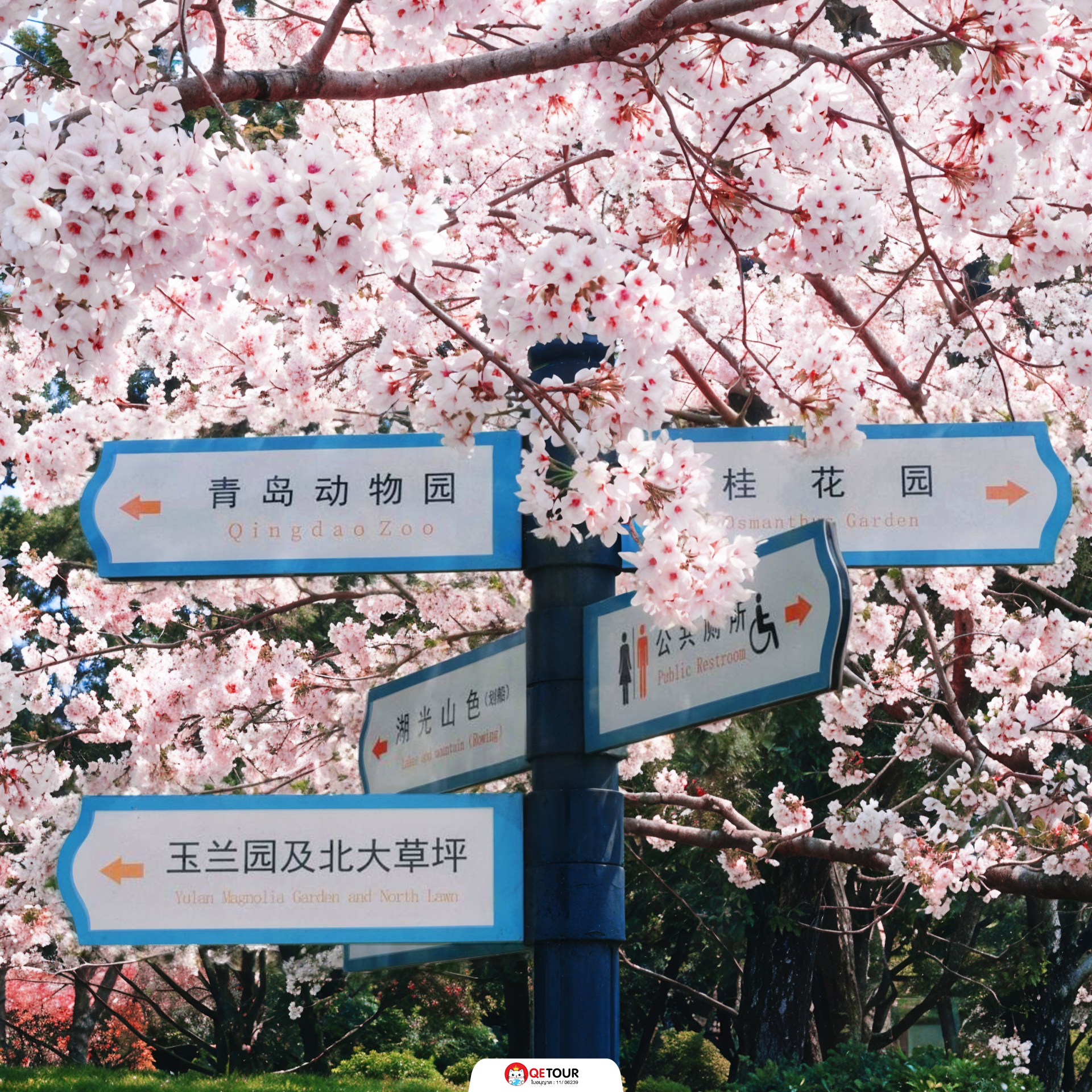 สวนจงซาน ชิงเต่า