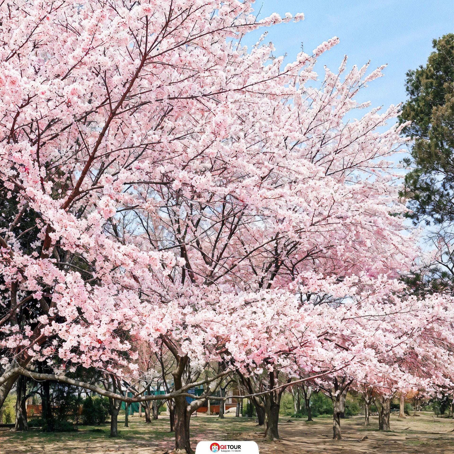 สวนจงซาน ชิงเต่า