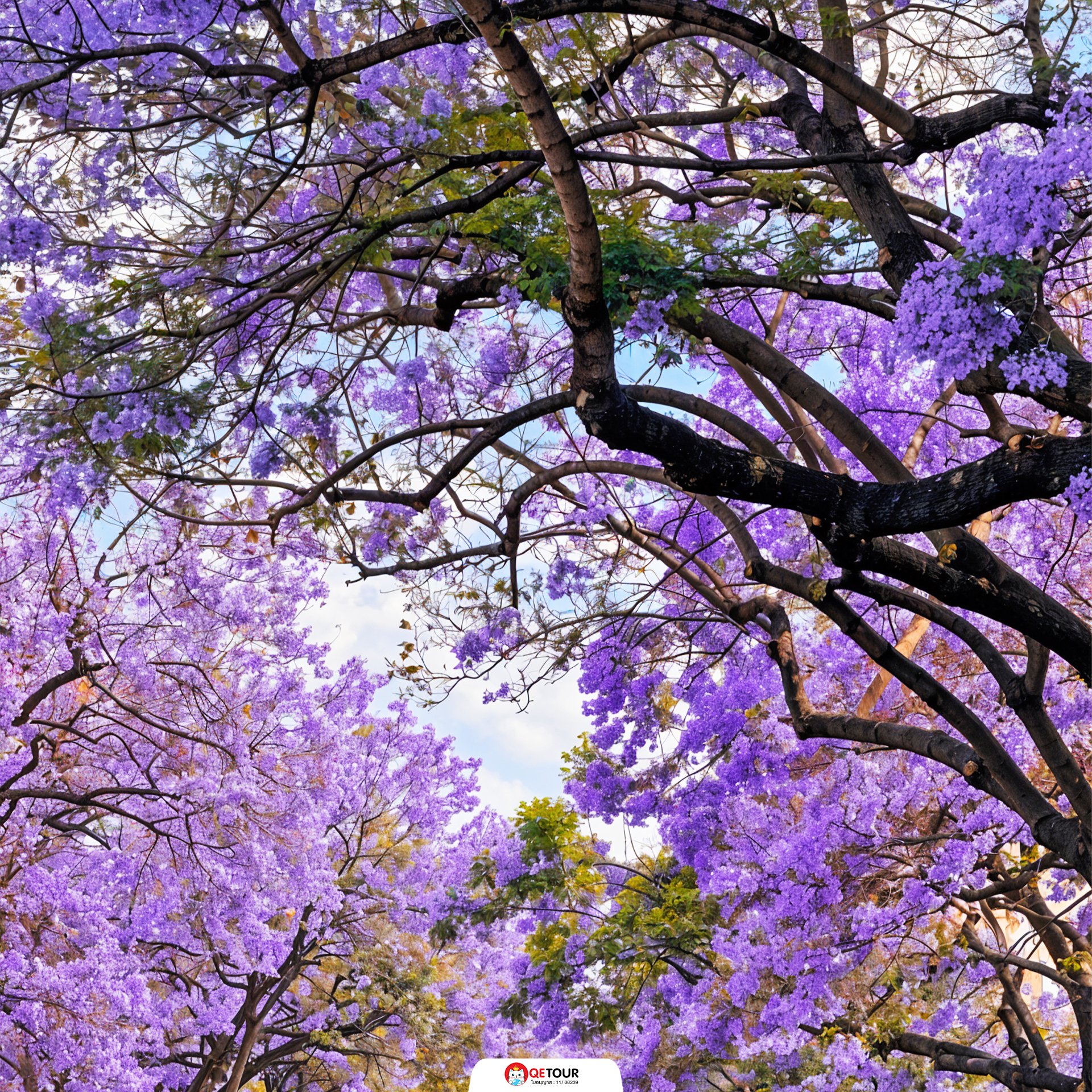 ถนนดอกศรีตรัง คุนหมิง