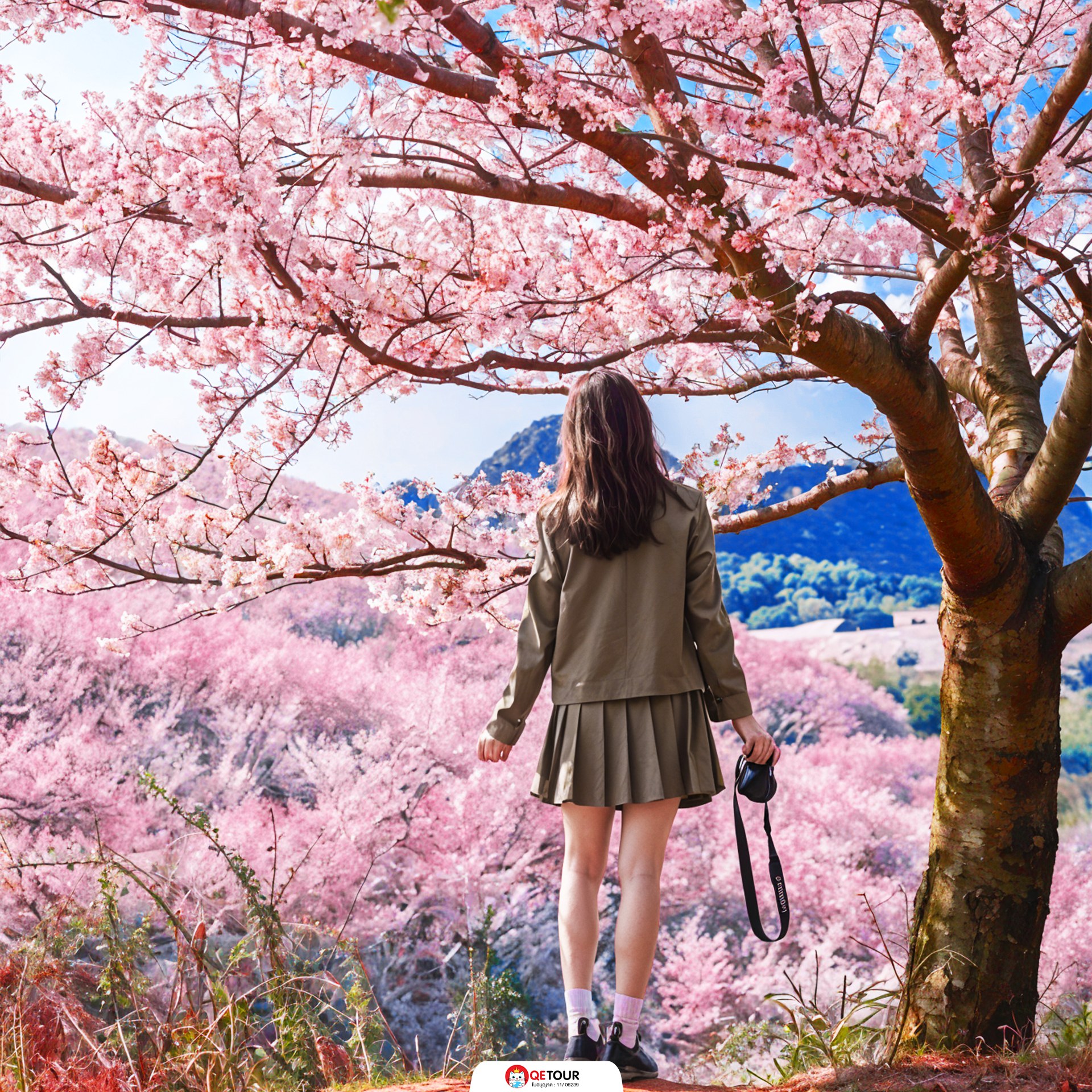 สวนซากุระผิงปา