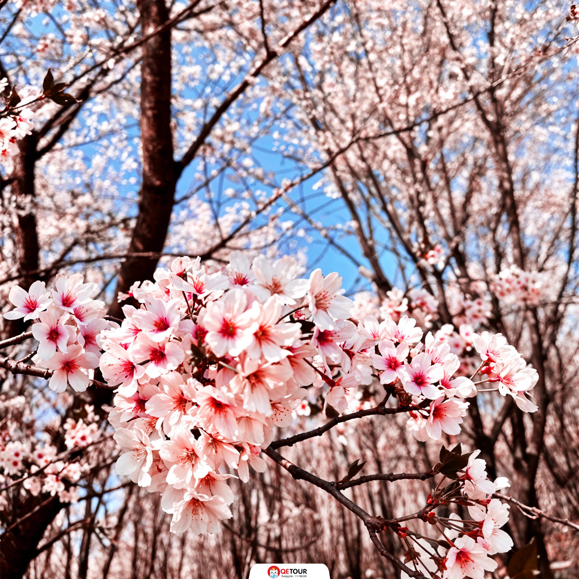 สวนซากุระผิงปา