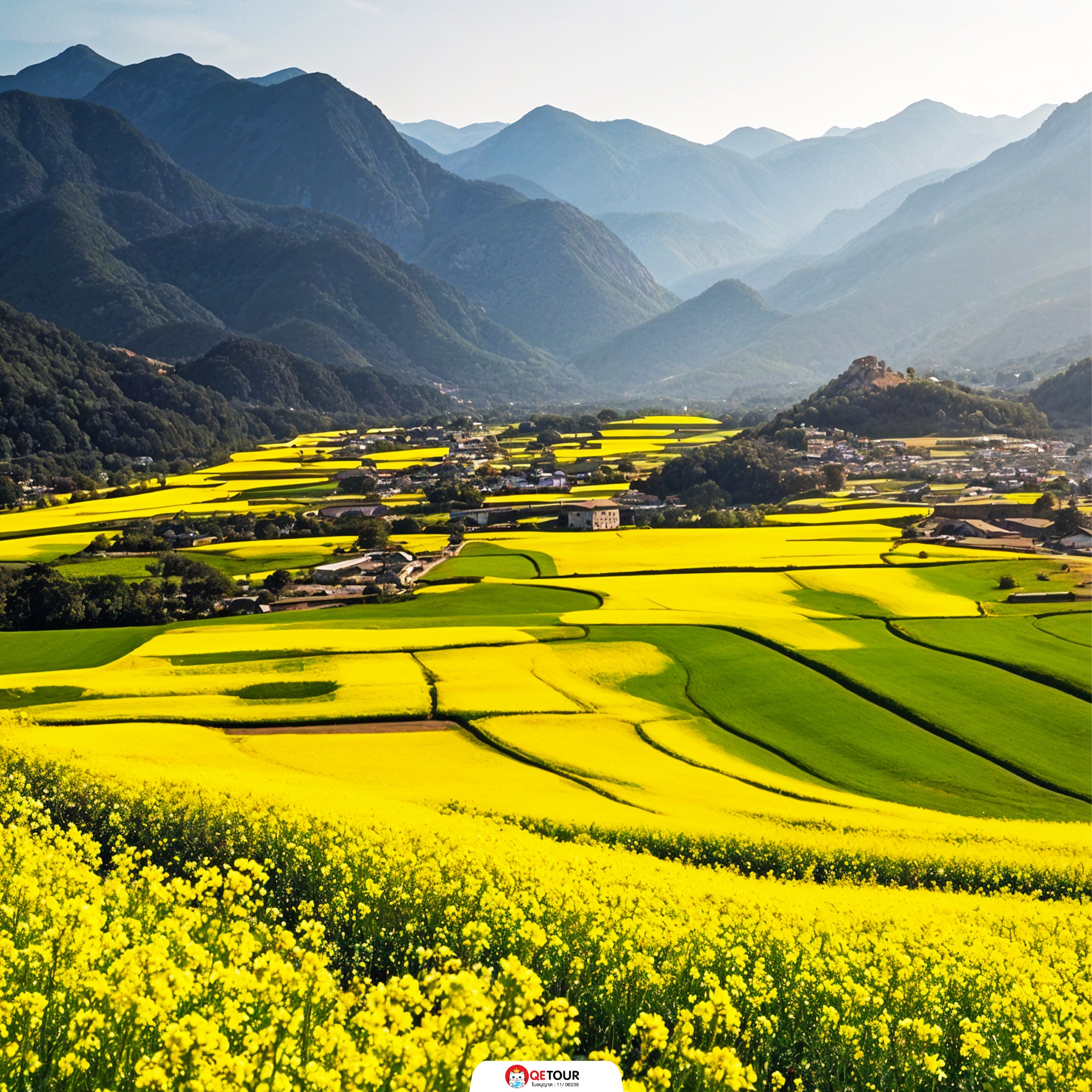 ทุ่งดอกมัสตาร์ด คุนหมิง