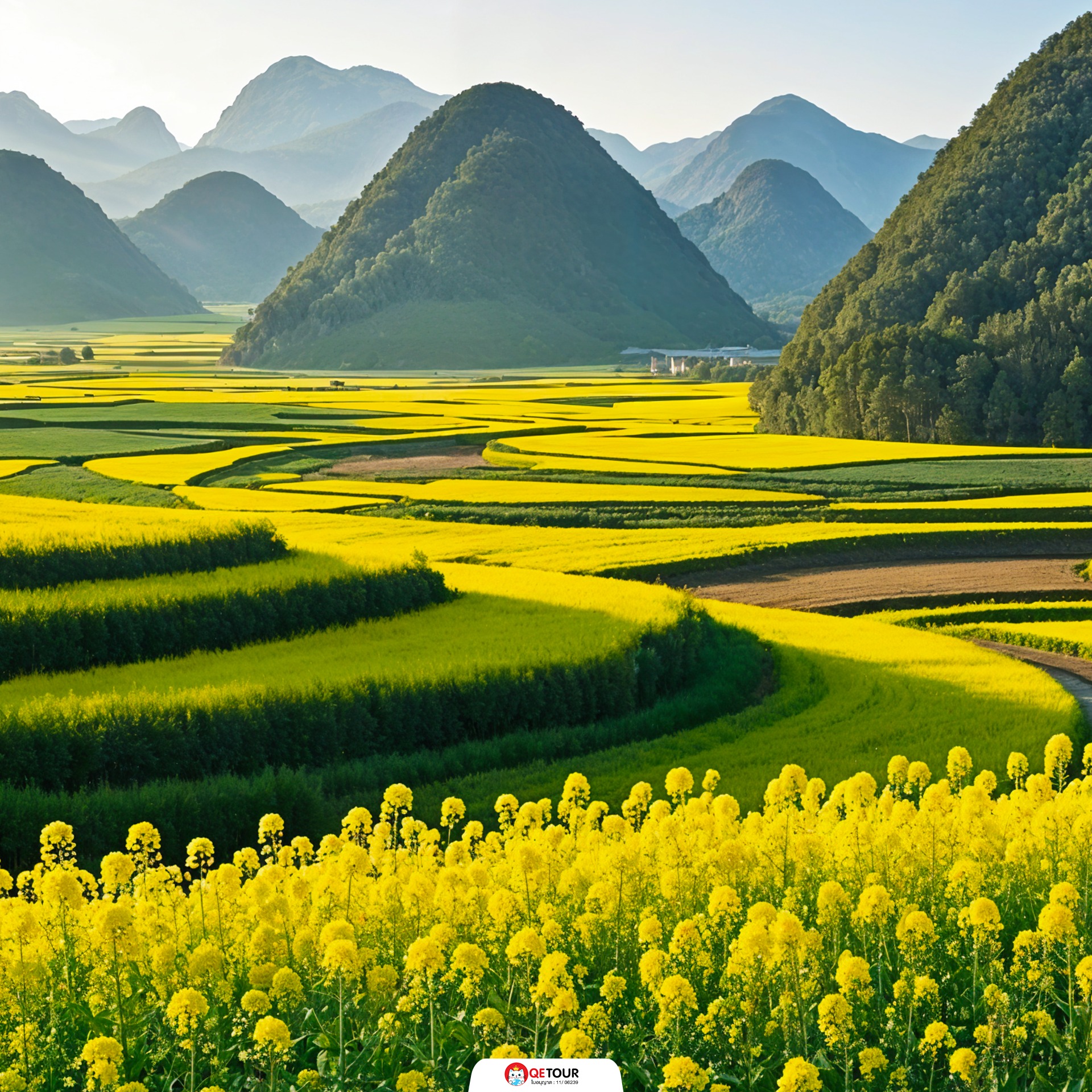 ทุ่งดอกมัสตาร์ด คุนหมิง
