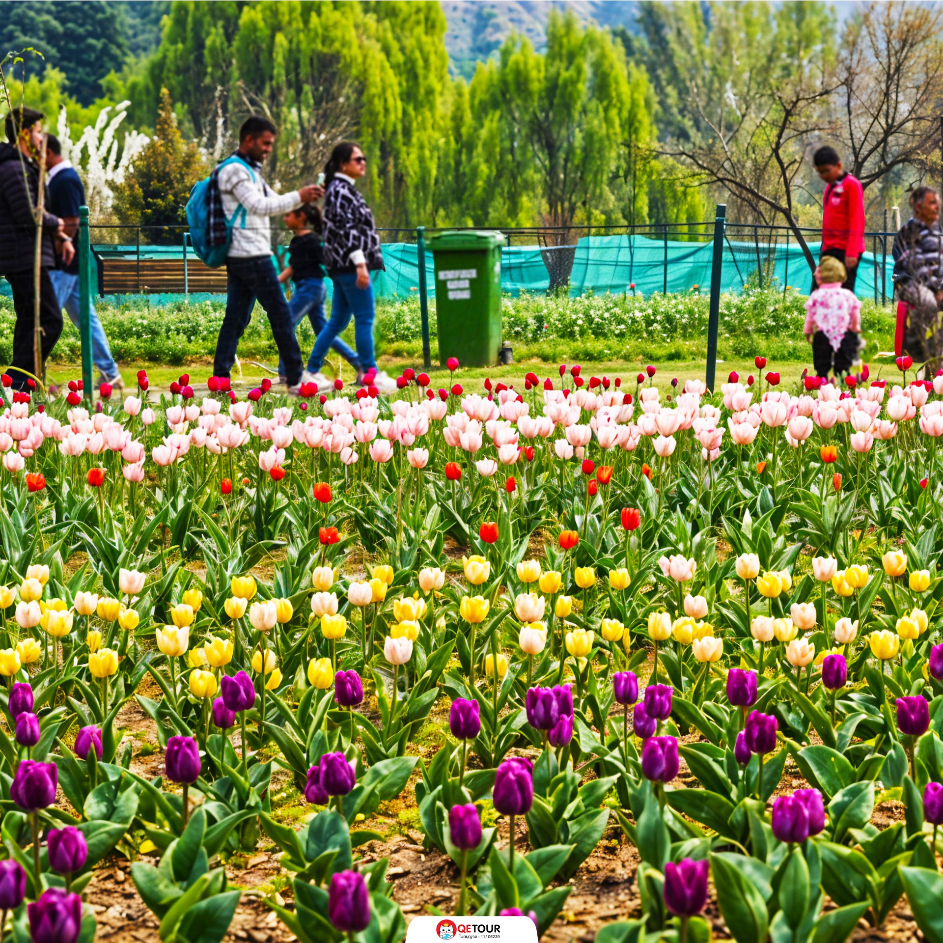 สวนทิวลิป แคชเมียร์