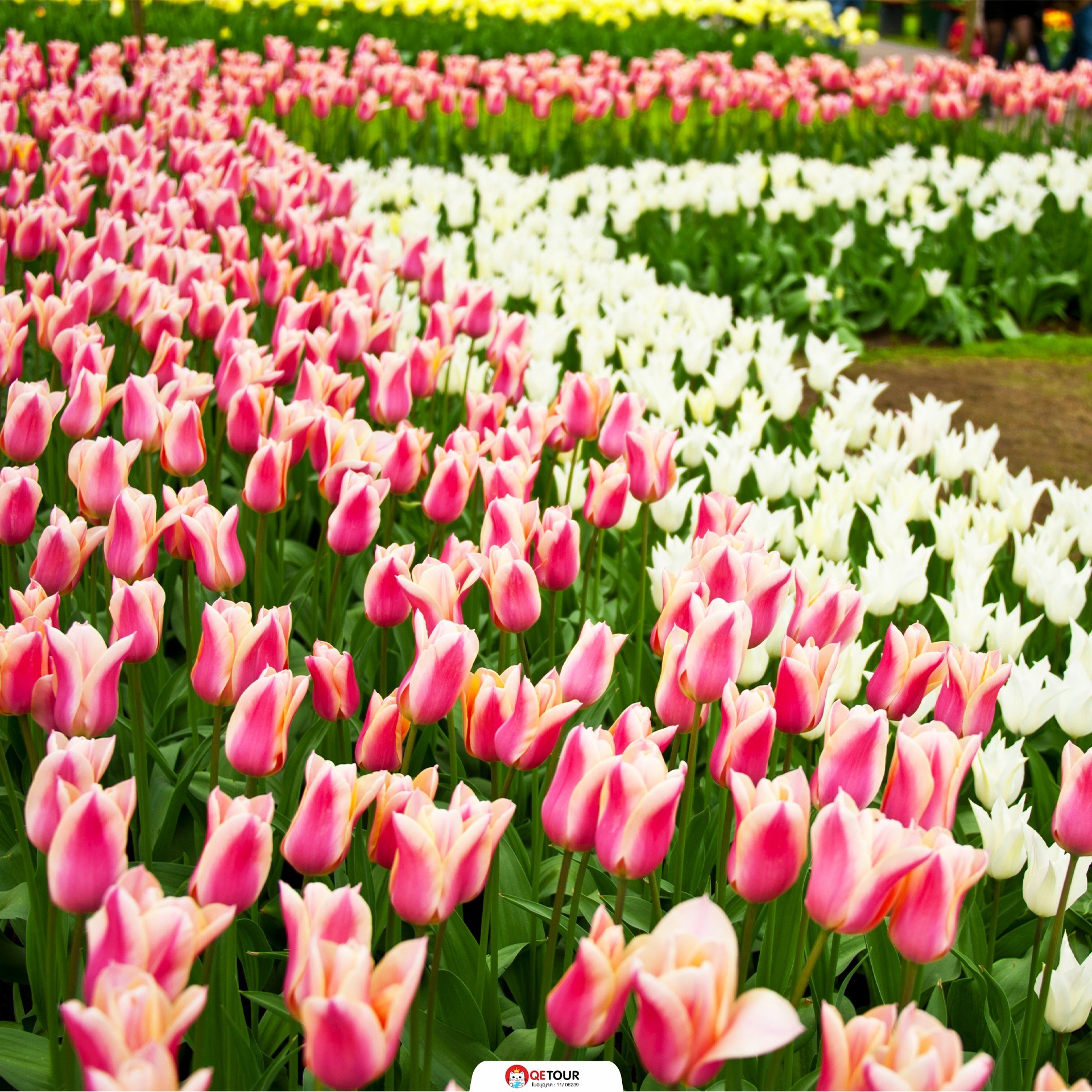 สวนเคอเคนฮอฟ เนเธอร์แลนด์