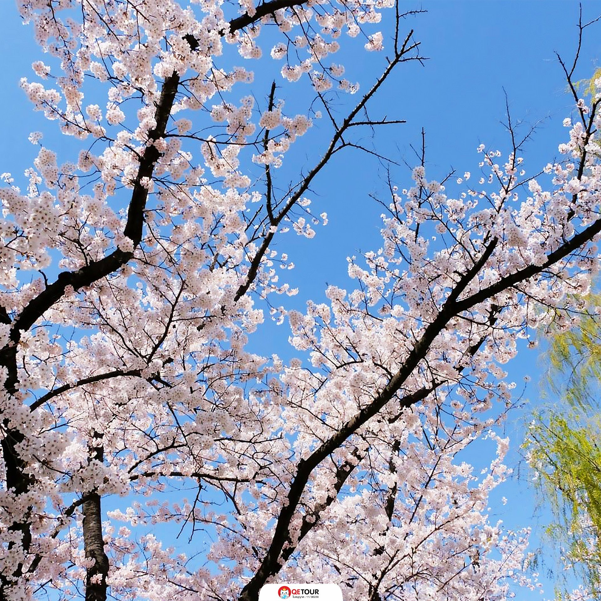 สวนไคเซซังเอ็น