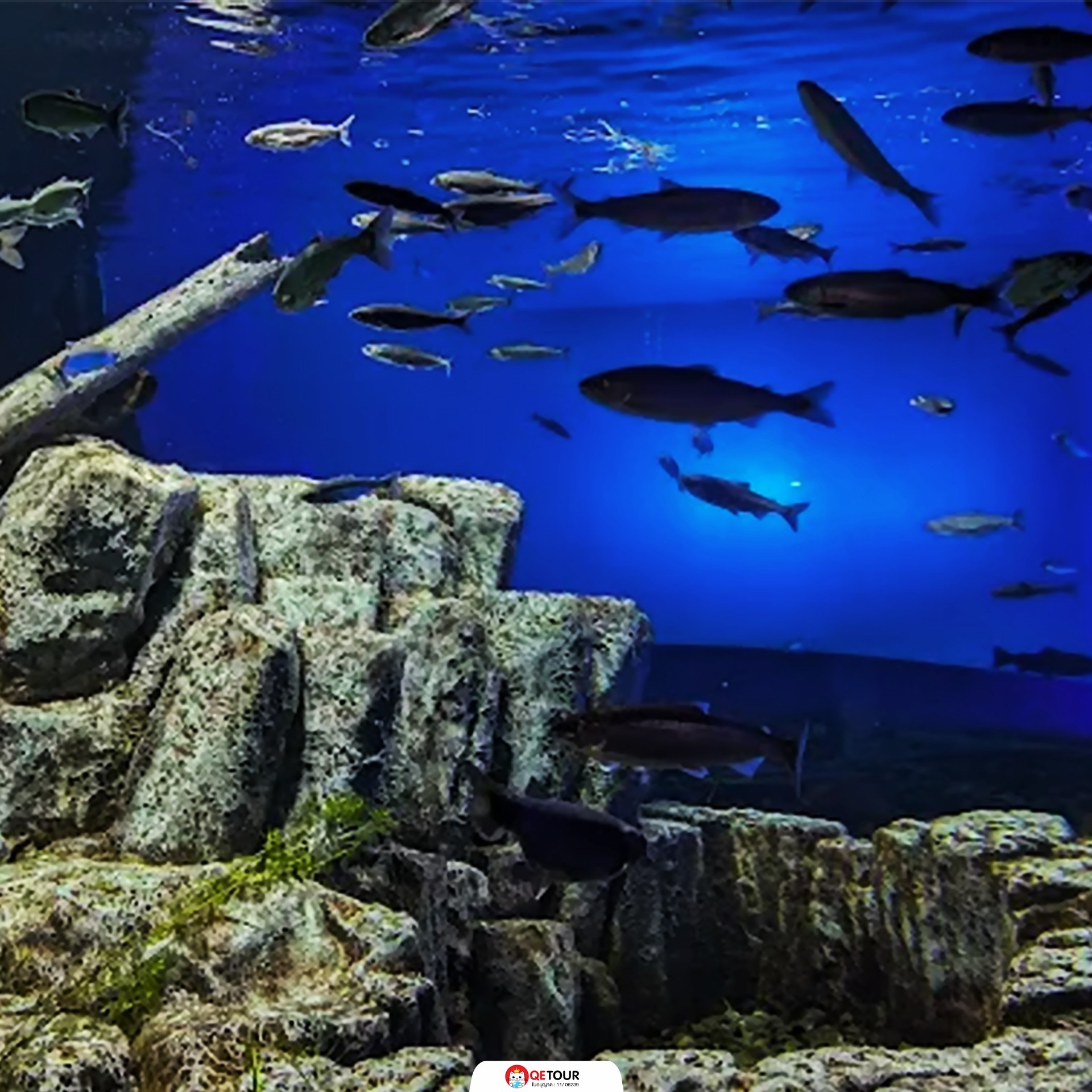 พิพิธภัณฑ์แซลมอนชิโตเสะ