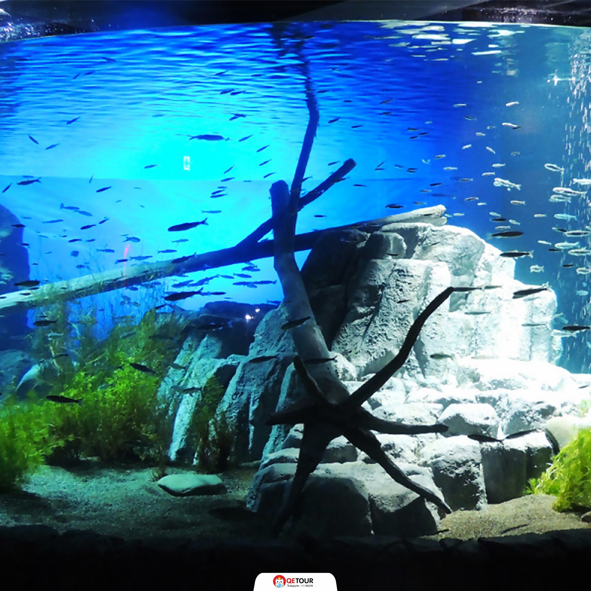 พิพิธภัณฑ์แซลมอนชิโตเสะ