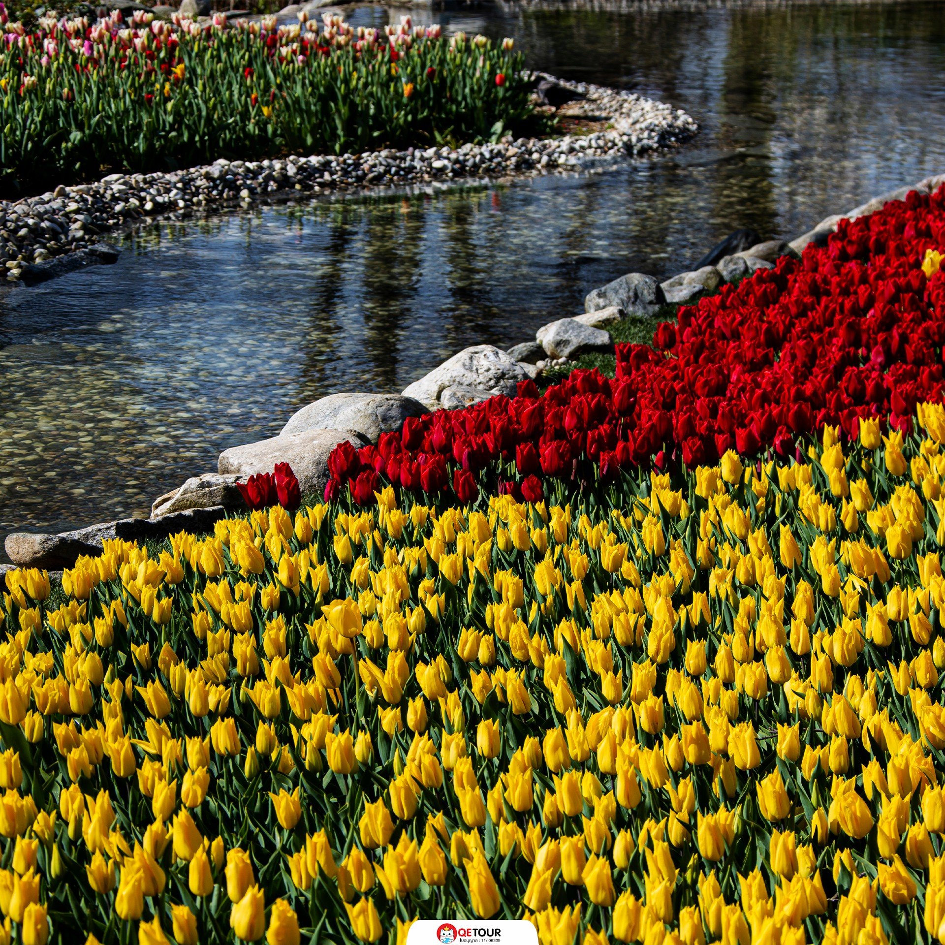 เทศกาลดอกไม้ อิสตันบูล