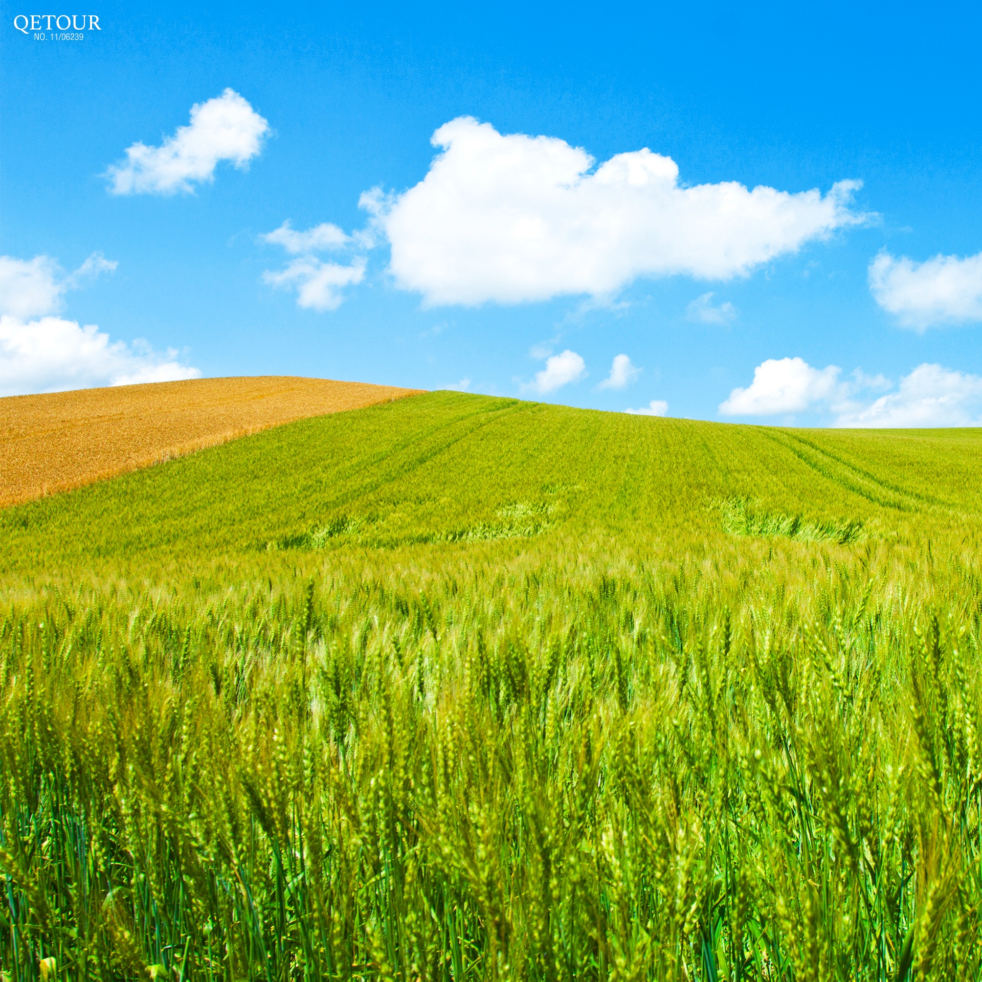 ทุ่งหญ้าบิเอะ ฮอกไกโด รีวิว