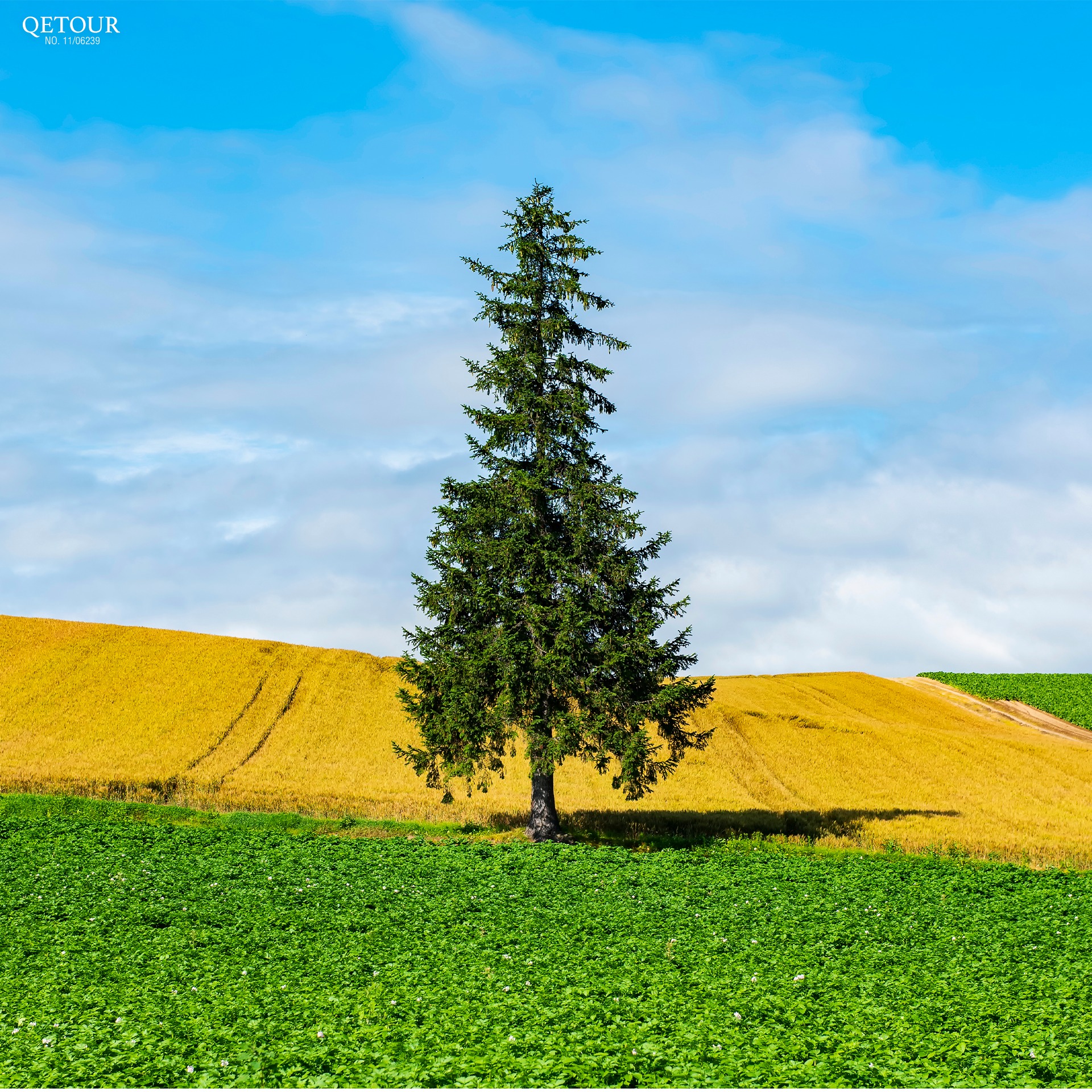 ทุ่งหญ้าบิเอะ ฮอกไกโด รีวิว