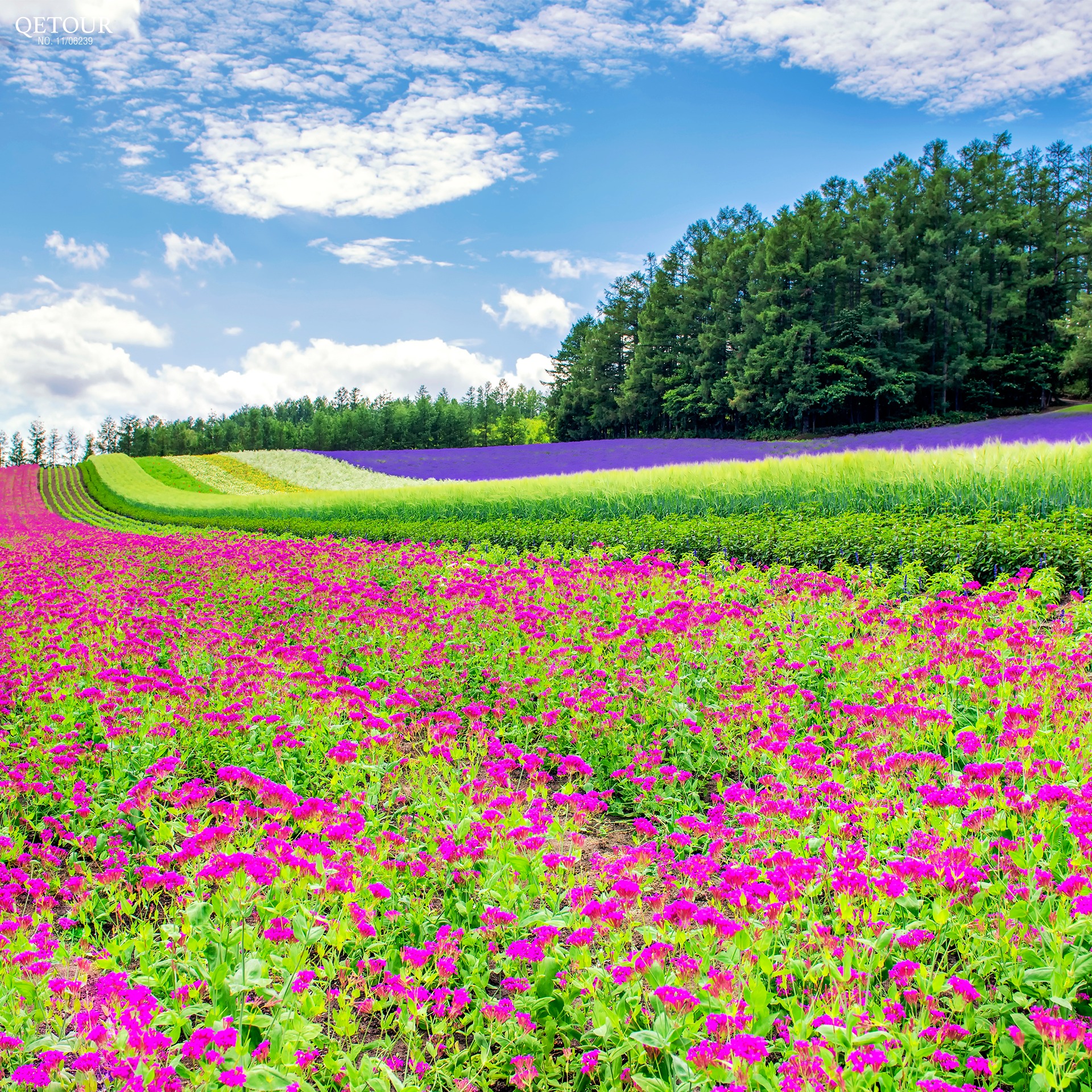 ฟาร์มโทมิตะ (farm tomita)
