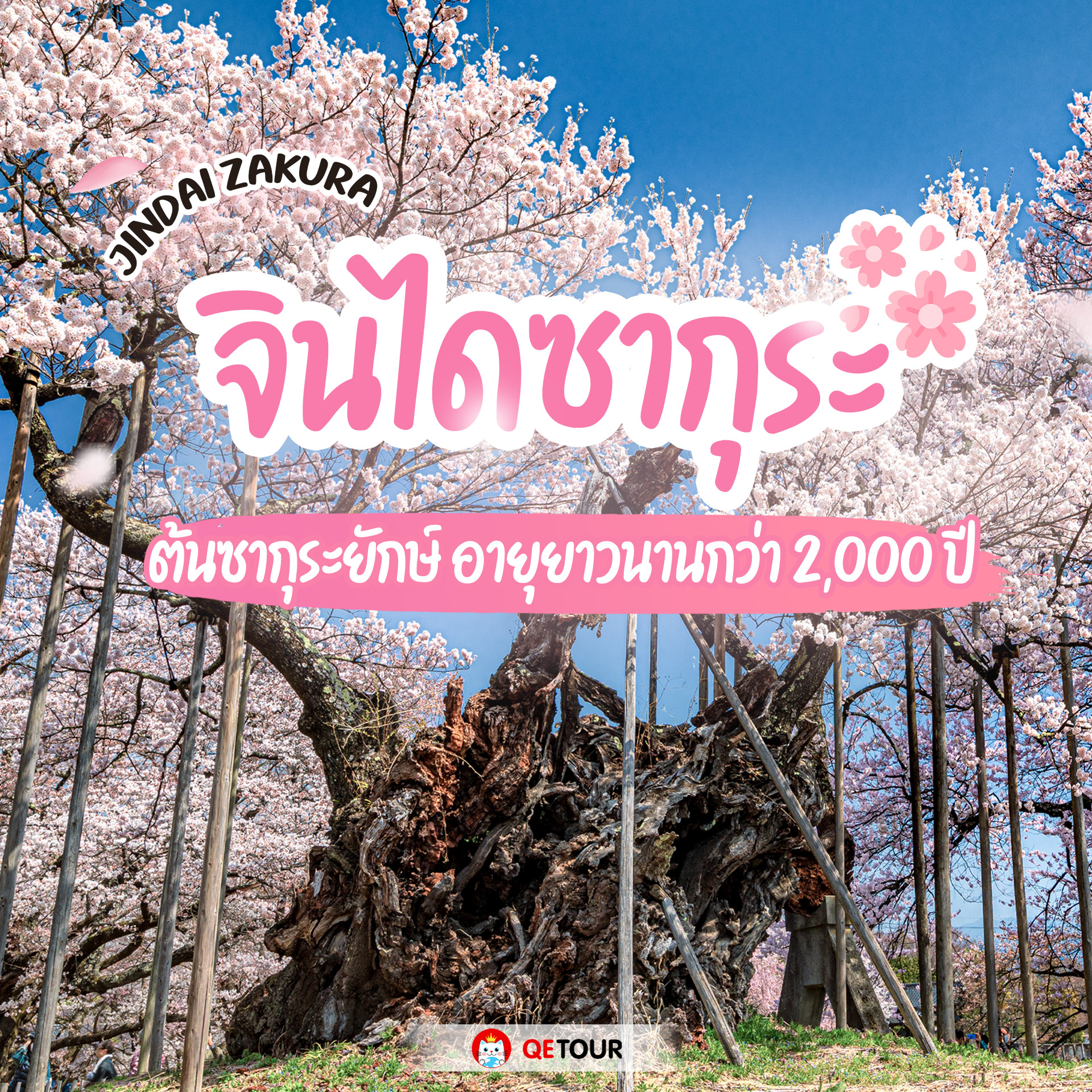  ใครอยากชมซากุระบานสะพรั่ง ต้องมาที่นี่! จินไดซากุระ ต้นซากุระอายุ 2,000 ปี ณ ยามานาชิ ญี่ปุ่น บรรยากาศดี เหมาะกับการพักผ่อนและถ่ายรูปสุดๆ