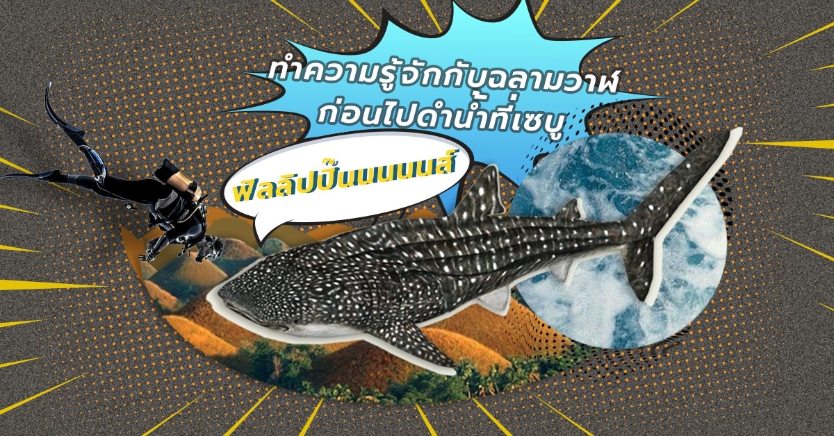 ทำความรู้จักกับฉลามวาฬ ที่ตกลงแล้วเป็นฉลามหรือเป็นวาฬ? สัตว์ทะเลที่ไม่ได้พบง่ายๆ แต่หาพบได้ที่เกาะเซบู ประเทศฟิลิปปินส์